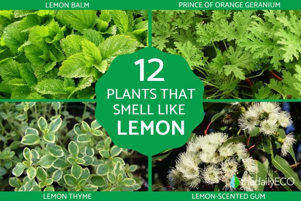 Plants That Smell Like Lemon