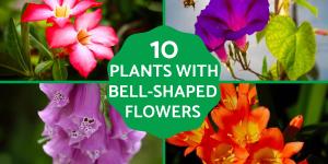 Plants with Bell-Shaped Flowers