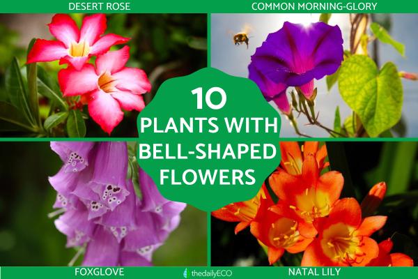 Plants with Bell-Shaped Flowers