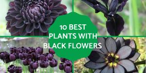 Plants With Black Flowers - Names and Photos