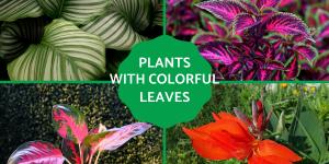 Plants With Colorful Leaves - Bright Foliage Plants