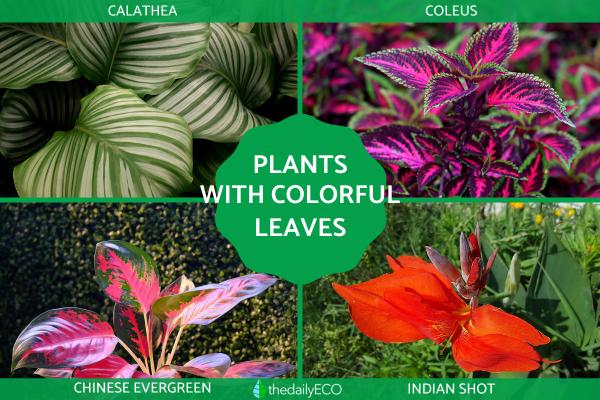 Plants With Colorful Leaves - Bright Foliage Plants