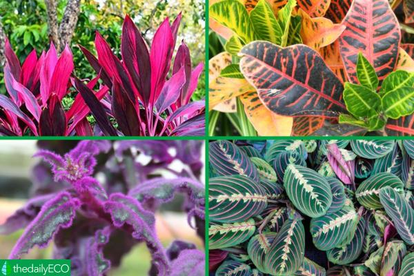 Plants With Colorful Leaves - Bright Foliage Plants -