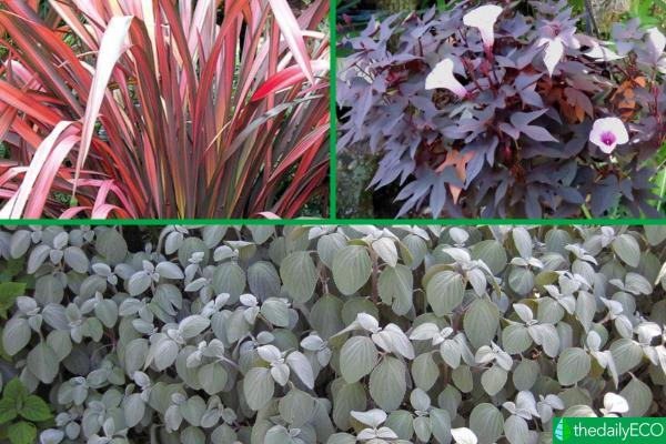 Plants With Colorful Leaves - Bright Foliage Plants -