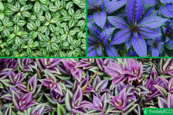 Plants With Colorful Leaves - Bright Foliage Plants -