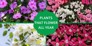 Plants With Flowers That Bloom All Year