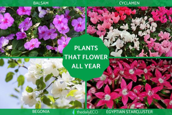 Plants With Flowers That Bloom All Year