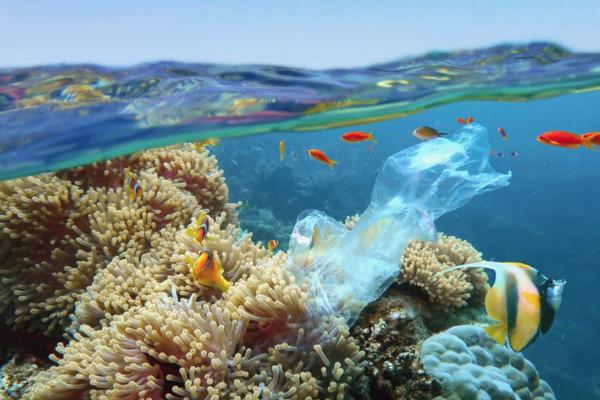 Plastics in the Ocean - Causes, Consequences and Solutions