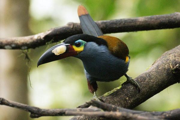 Endangered Wild Animals in Ecuador - Plate-billed mountain toucan (Andigena laminirostris)
