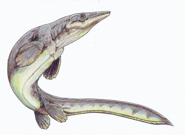 Were There Ocean Dinosaurs? - Platecarpus spp.