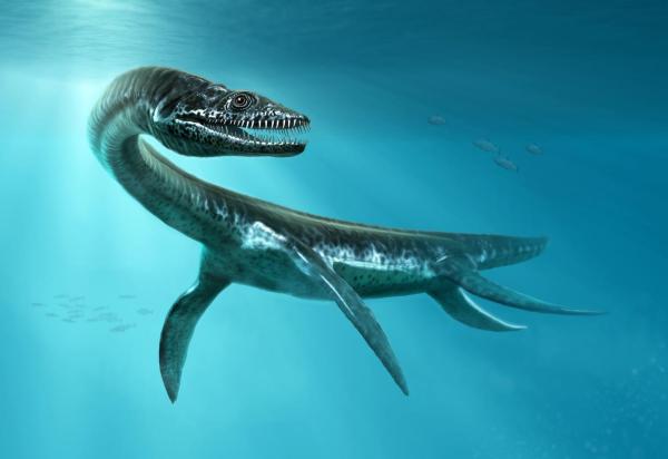 Were There Ocean Dinosaurs? - Plesiosaurus spp.