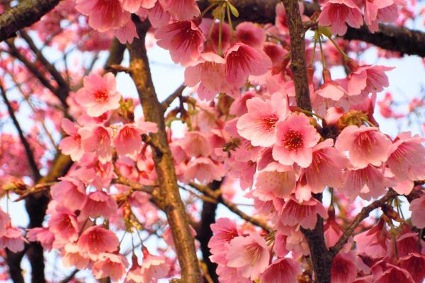 Flowers in Season in March - Plum blossom (Prunus mume)
