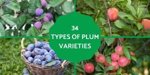 Plum Varieties - Different Kinds of Plums
