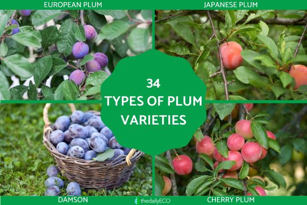 Plum Varieties - Different Kinds of Plums