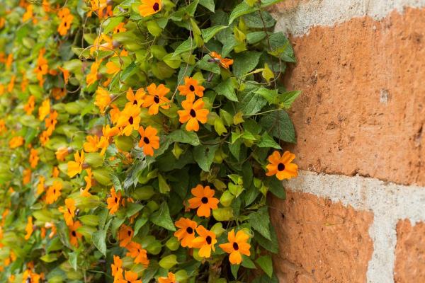 What Are the Best Climbing Plants for Outdoor Spaces? - Poet's Eye (Thunbergia alata)