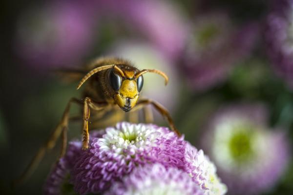 What Is the Purpose of Wasps? - Pollination