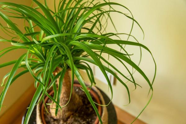 Large and Hardy Indoor Plants - Ponytail palm (Nolina recurvata or Beaucarnea recurvata)