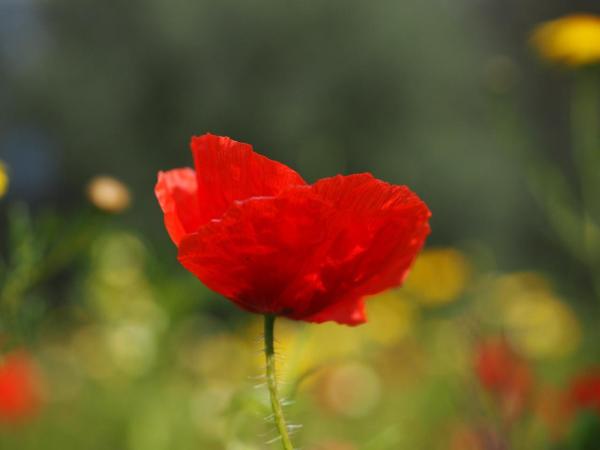 Top 10 Plants with Big Flowers - Poppy