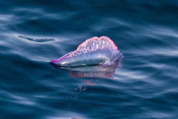 Mediterranean Jellyfish Species - Portuguese man o' war (Physalia physalis)