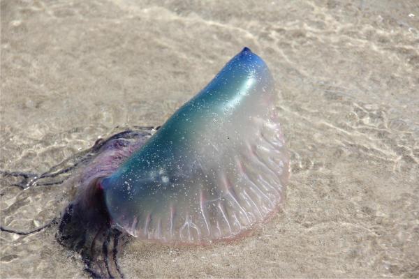 Most Dangerous Animals in Spain - Portuguese man o' war (Physalia physalis)
