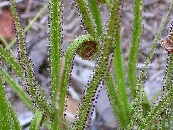 Types of Carnivorous Plants - Portuguese sundew (Drosophyllum lusitanicum)