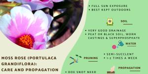Portulaca Plant Care and Propagation