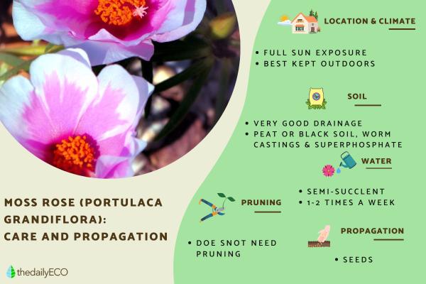 Portulaca Plant Care and Propagation