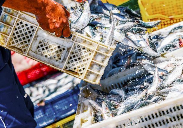 What Is Overfishing? - Causes, Consequences, and Solutions - Potential solutions to overfishing