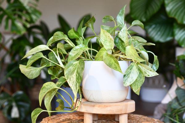 Top Indoor Climbing Plants for Beginners - Pothos (Epipremnum aureum)