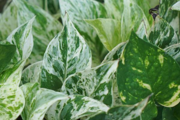 Different Pothos Plant Varieties - Pothos Manjula or Epipremnum aureum manjula