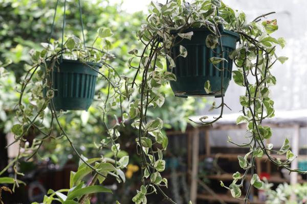Caring for Indoor Ivy Plants - Potted Ivy Care - Potted ivy characteristics