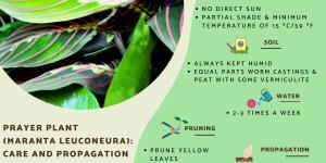 Prayer Plant Care - Maranta Leuconeura