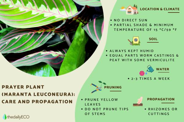 Prayer Plant Care - Maranta Leuconeura