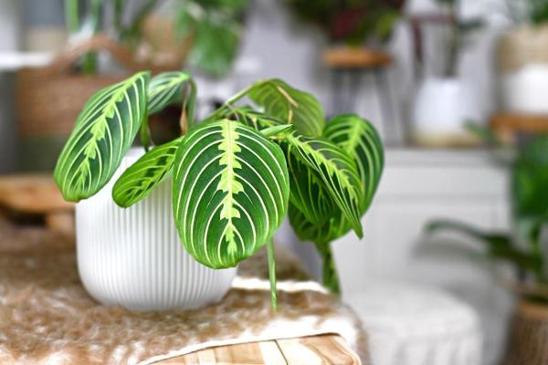 Best Plants for Dark Rooms - Prayer plant (Maranta leuconeura)