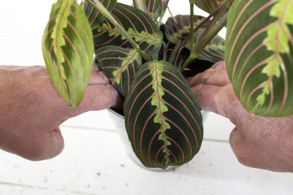 Prayer Plant Care - Maranta Leuconeura - Prayer plant soil and fertilizer