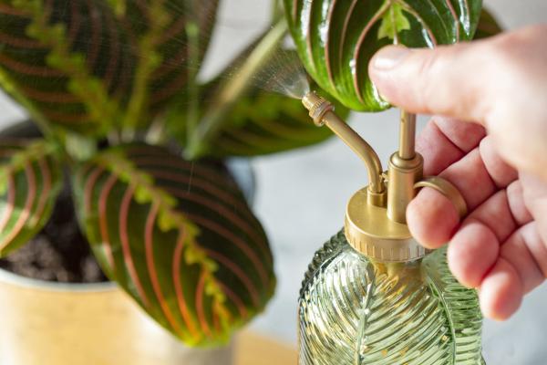 Prayer Plant Care - Maranta Leuconeura - Prayer plant watering schedule