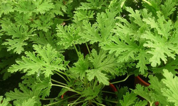 Plants That Smell Like Lemon - Prince of Orange Geranium (Pelargonium citrosum)