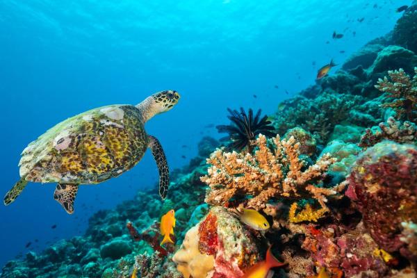 What Is the Blue Economy? - Blue Economy Definition - Principles of the blue economy