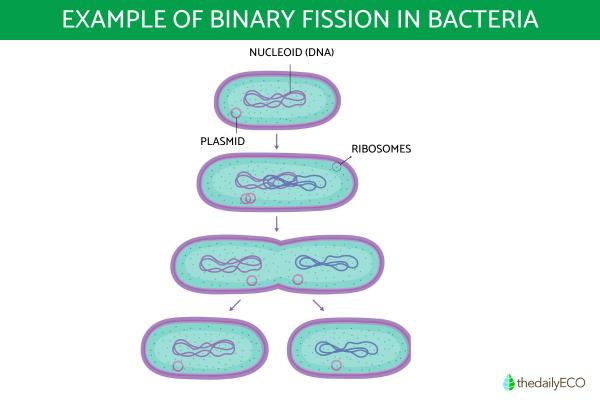 What is a Prokaryotic Cell and Its Functions? - Prokaryotic cell reproduction