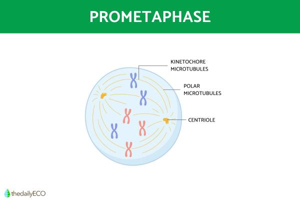 Phases of the Cell Cycle - Summary - Prometaphase