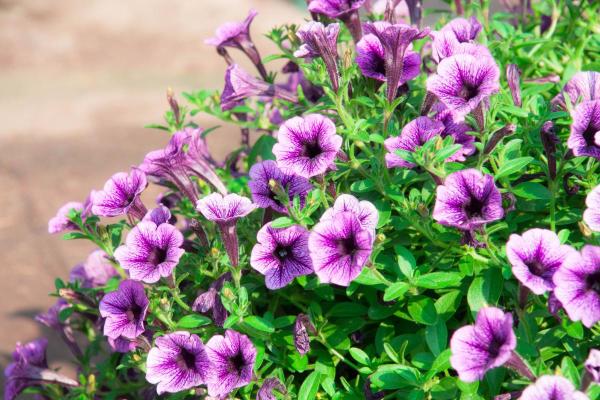 Beginner’s Guide to Calibrachoa or Million Bells - Propagation methods