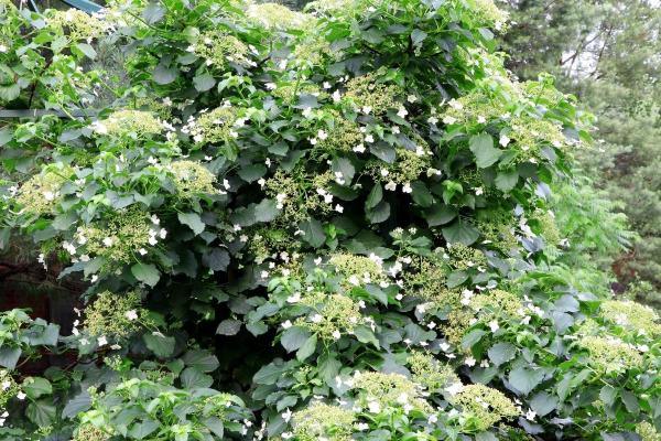 Climbing Hydrangeas Care Guide - Propagation of climbing hydrangeas