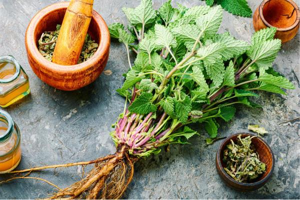 Lemon Balm - Benefits, Uses & Safety Guide - Properties of lemon balm