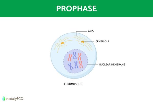 Phases of the Cell Cycle - Summary - Prophase