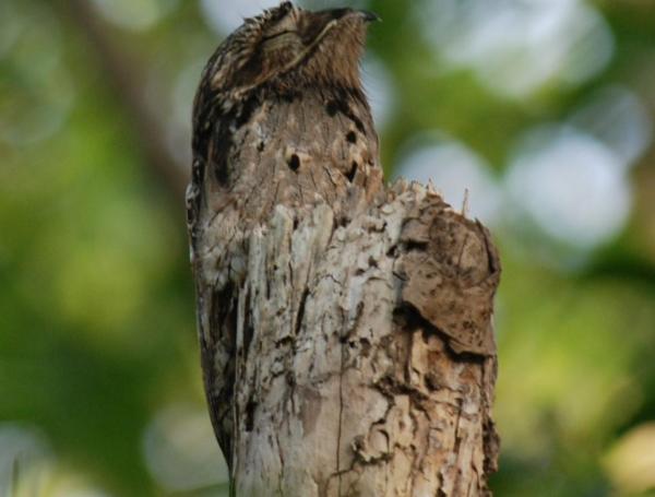 What Do Feathers Do? - 7 Functions & Benefits for Birds - Protection