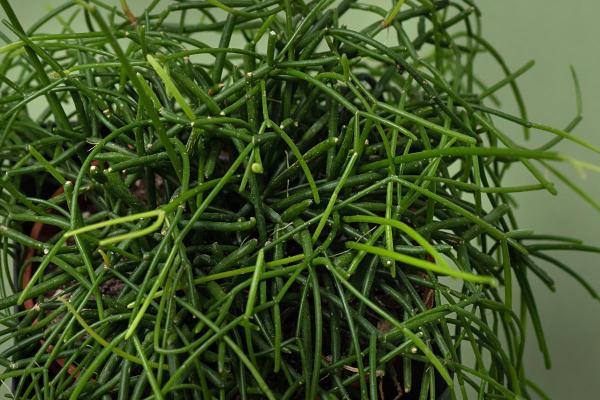 Mistletoe Cactus or Rhipsalis Baccifera Care Guide - Pruning