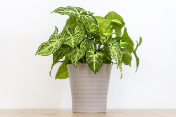 Syngonium Plant Care and Propagation - Pruning and maintenance of syngonium plants