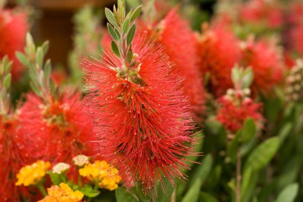 Bottlebrush Plant Varieties and Care - Pruning bottlebrush