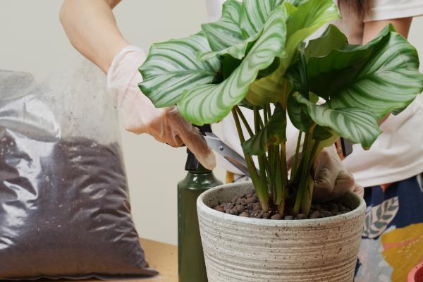 How to Care for Calathea Orbifolia - Pruning Calathea orbifolia