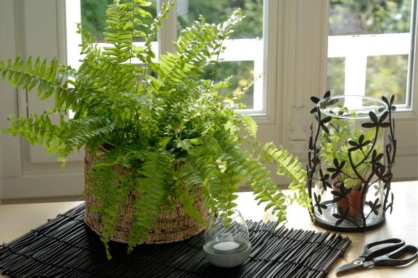 How to Care for Indoor Ferns - Pruning indoor ferns
